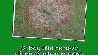 6 Tips for Preventing Zoysia Patch