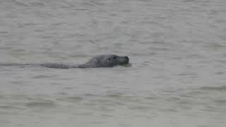 Dänemark 24.09.24 15 Grenen #robbe #seal #wildlife #nature #animals #wildanimals