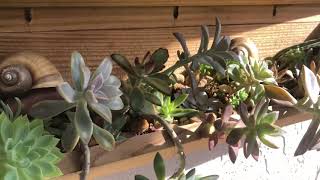 Vertical Succulent Wall planter garden