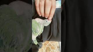 #parrot