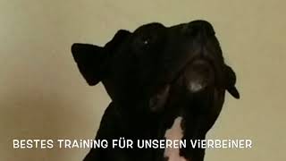 Training Für Hunde