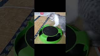 Interactive Cat Toy