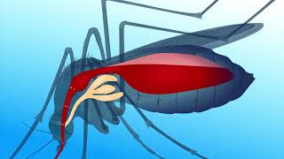 Identify the Life Cycle of Malarial Parasite