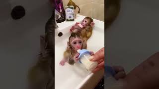 cute and lovely #monkey video status #shorts