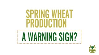 Spring Wheat 13% HIGHER | Warning sign for Corn & Beans?