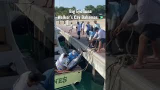 Big Eye Tuna Caught In Walkers Cay