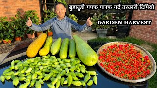 Massive Garden Harvest UK | Akabare Harvest | Dalle Khursani | Gardening Vlog | Nepali Family UK