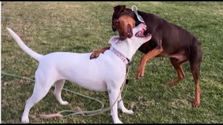 207. Gentle Giants Boy Dobie & 5 Year Old Girl Pit's Happy Wrestles 11/14/24 #doberman #pitbull