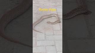 Rustle Viper Snake #snake #snakevideo