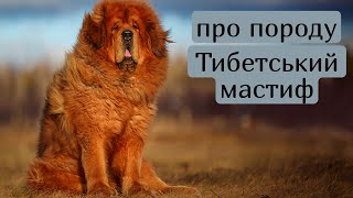 Головне про породу: Тибетський мастиф #собаки #мастиф #tibetanmastiff