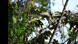 fearless sloth impossible sleeping position