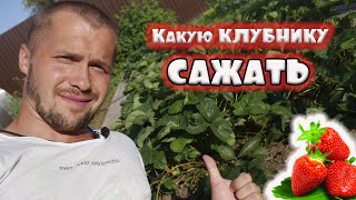 какую клубнику посадить