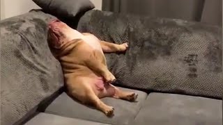 The Funniest Pets on TikTok 🤣 LOL [Funny Pets]