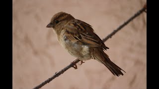 Sparrow live, connect with nature