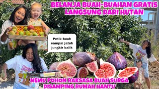 POHON BUAH SURGA SUPER RAKSASA DISAMPING RUMAH HANTU