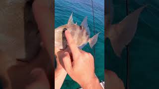 I love the uniqueness of this fish! #shorts #fishing #youtube #explore #ocean #nature #animals