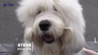 Meet Steve the Sheepdog