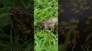 Eastern Box Turtle On Top Of A Mountain! 🐢⛰️