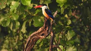 Black capped Kingfisher at Satpura- October 2021