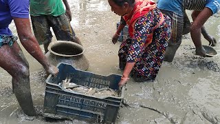 Best Mud Water Fishing | Village Girls Catching Lots of Fish  in Mud Water by Hand