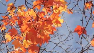 October Colours (Appalachia Waltz -- Ma, Meyer and O'Connor)