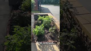 My garden tour part 1 😊#usa #ytshorts #gardening #soultouchgarden #@ramyasworld8259