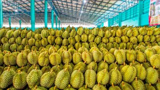 GIANT DURIAN CUTTING | Thai Fruit