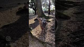 Nara Park (奈良公園) 😍#narapark #japan #japantravel