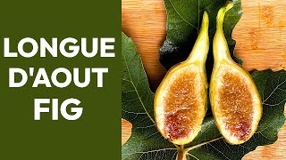 Longue d'Aout Fig and Saving Money by Rooting Cuttings