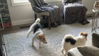 Utah Wire Fox Terriers Get Hyper After May Hail Storm