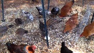 Huehner am Komposthaufen - chickens at the compost pile