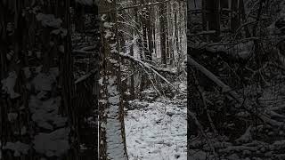 North country trail James Kennedy state forest #nature #hiking #nct #forest #wetland #birds