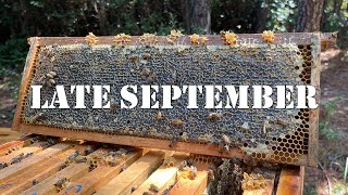 Late September | #colesfarmnc #jacksonvillenc #beekeeping