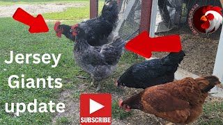 The Incredible Jersey Giants Chicken Update #jerseygaint #raisingchickens  @Chickenchaos