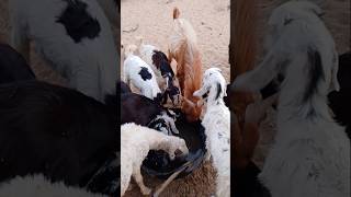 Goats are drinking water in a group #ytshorts #goatsinthedesert #desertanimal #tharwildlife #shorts