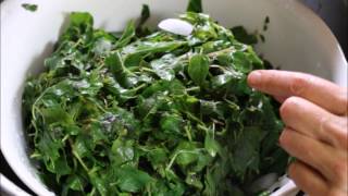 Harvesting Basil for Pesto