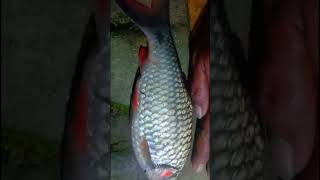 Ikan Benter Terbesar Yang pernah Ada