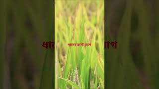 ধানের ব্লাস্ট রোগ #viral #agriculture #farming