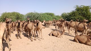 خوبصورت اونٹ ندی میں پانی کے لیے ائی ہے🐪🐫🐪🐪❤❤🙌💫