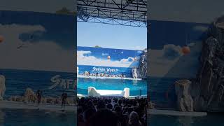 Safari World Dolphin Show Performance Thailand #bangkok