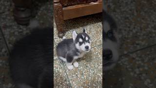 Husky puppy howling @ReviewReloaded  #shorts  #huskydoglovers #husky #dog