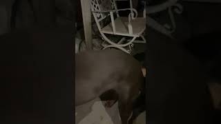 doberman apareandose ( perros pegados )