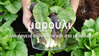 🥬 Μαρούλι: Καλλιέργεια στον κήπο και σε γλάστρα - Τα Μυστικά του Κήπου