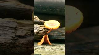 लकड़ी में उगा 🍄 मशरूम 🍄 #nature