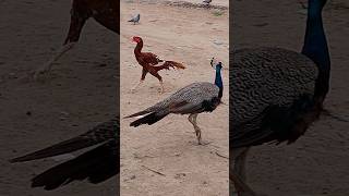 Birds of the Thar Desert #ytshorts #thar #shorts #peacocklife #peacockShorts #desertbirds