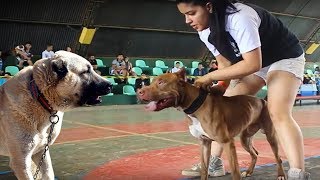 PİTBULL mu ? KANGAL mı ? ( Sizce Hangisi ? Karar sizin ) En Güçlüler, Köpek, Strongest Dogs