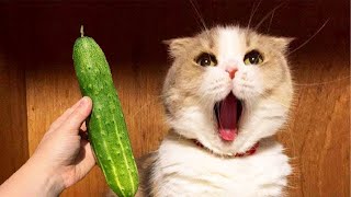 Why These Cats Are Terrified of Cucumbers? 🙀🥒