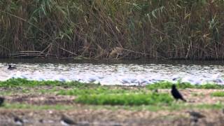 Bittern at WWT London, 17th Nov 2013