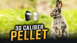 30 Caliber Air Rifle Rabbit Hunt!