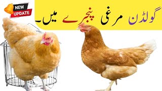 Golden Hen in cage||Golden misri murghi pinjary mein||@Bilalbirdsfarming